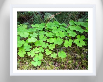 Woodlands Nature Print with Redwood Forest Clover Leaves