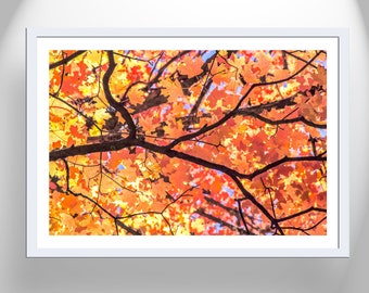 Fall Picture with Autumn Leaves Nature Photography as Wall Decor for Home