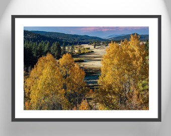 Quaking Aspen Autumn Forest Landscape Photograph in Western Ranch Country