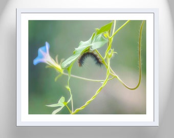 Caterpillar Picture and Wildflower as Nature Wall Art for Home or Office