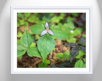 Western Trillum Forest Flower Nature Print in California Redwood Forest as Wall Decor Gift for Nature Lover