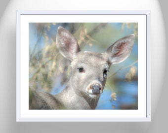 Deer Photograph as Cute Animal Art for Animal Lover