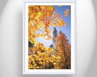 Home Decor with Autumn Colors Forest Nature