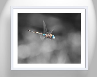 Dragonfly Art Photography in Black and White as Home Decor for Nature Lover