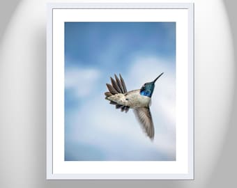 Hummingbird in Flight Art Photograph