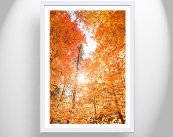 Fall Forest Leaves Nature Photography as Living Room Wall Decor