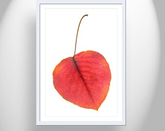 Minimalist Botanical Leaf Art in Bold Red