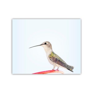 Hummingbird Art Print Bird Photography as Wall Decor Gift for Home or Office