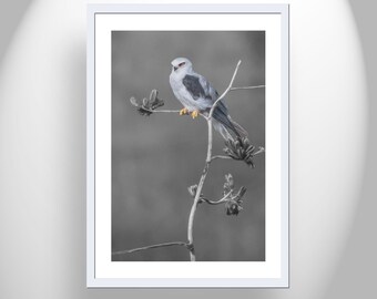 Kite Bird with Desert Agave Black and White Nature Art Print