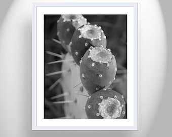 Black and White Desert Botanical Art Print with Santa Rita Prickly Pear Cactus