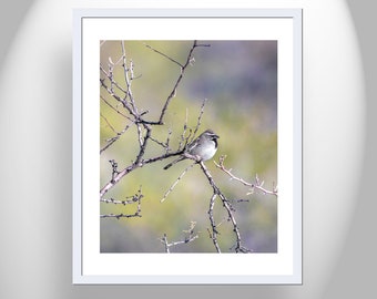 Sparrow Bird Wall Decor by Murray Bolesta