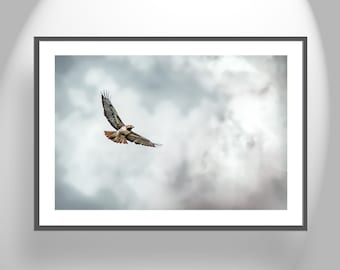 Red Tailed Hawk Art Photography as Bird in Flight Photo Print of Western Birds