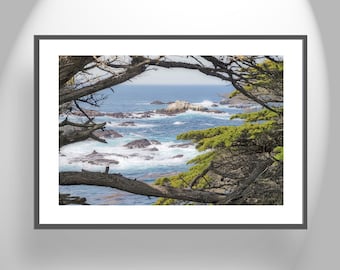 Carmel by the Sea Point Lobos Art Photography Print with Monterey Cypress