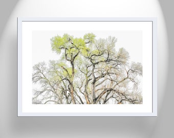 Cottonwood Tree Wall Art Print as Elegant Nature Photography