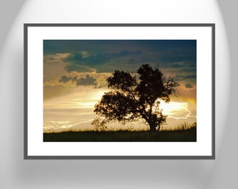 Oak Tree Sunset Silhouette Photograph at Arizona Mexico Border
