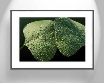 Minimalist Nature Photography with Dew Drops on Leaf as Art for Nature Lover