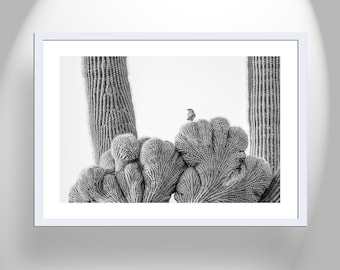 Gallery Quality Wall Art with Southwestern Cactus and Wren Bird