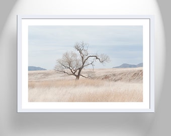 Landscape Photography Print of Southwest Prairie Grasslands Etsy's Pick