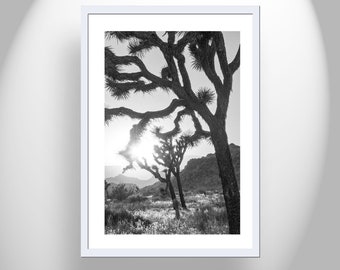 Cactus Decor in Black and White at Joshua Tree National Park