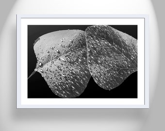 Black and White Abstract Nature Photography with Dew Drops on Leaf as Gift for Nature Lover