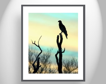 Hawk Bird Photograph with Red Tail Hawk Silhouette in Arizona Desert Sunset