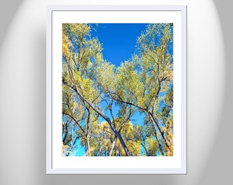 San Pedro River Arizona Cottonwood Tree Autumn Forest Nature Print