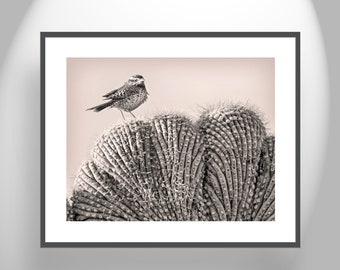 Cactus Wren Bird Art Print on Crested Cactus in Arizona Desert