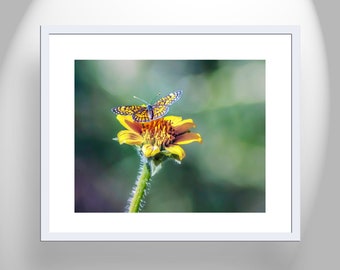 Nature Wall Decor with Spring Butterfly and Yellow Wildflower