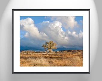 Fine Art Nature Print for Home with Cottonwood Tree Wetlands Landscape