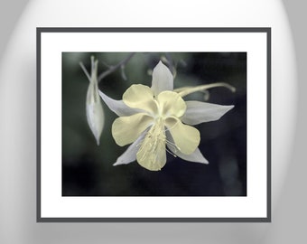 Minimalist Home Decor Botanical Art Print with Columbine Flower by Murray Bolesta