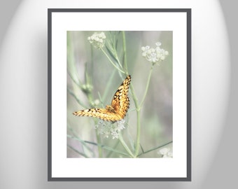 Golden Butterfly Picture as Fine Art Nature Photography