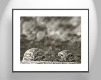 Burrowing Owl Art Photography Print as Southwestern Style Wall Decor from Tucson Arizona