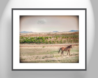 Horse Ranch Art Photograph with Southern Arizona Vineyard as Cowgirl Gift