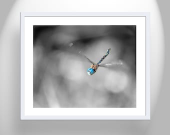 Libellen-Kunstfotografie in Schwarzweiß von Murray Bolesta