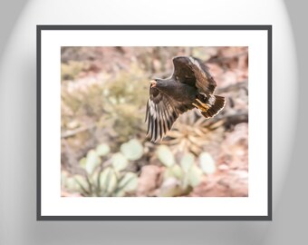 Blackhawk Bird in Flight Desert Nature Photography