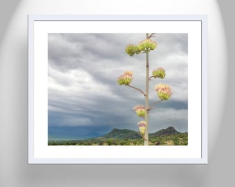 Desert Botanical Art Print with Arizona Century Plant Flowers in Borderlands Landscape