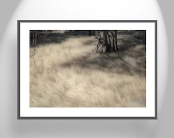 Fine Art Nature Photography with Wild Grass as Living Room Wall Decor