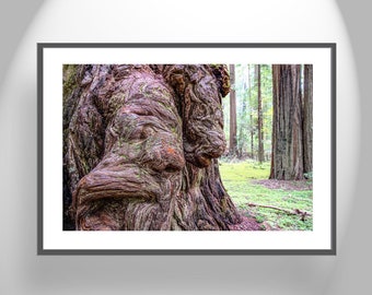 Nature Art for Living Room with Redwood Forest Print from Northern California