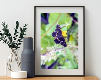 Nature Home Decor with Beautiful Spring Butterfly