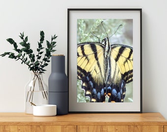 Swallowtail Butterfly Photograph by Murray Bolesta as Bold Vibrant Nature Print