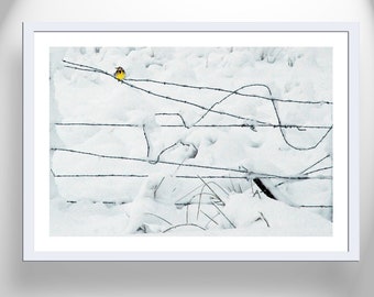 Bird on a Barbed Wire Fence Fine Art Nature Photography Print
