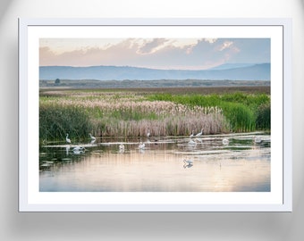 Peaceful Nature Print with Pelicans and Egret Birds in Wetlands Landscape