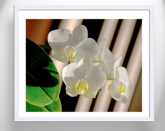 Orchid Flower Wall Art Photography with Framed Canvas Option