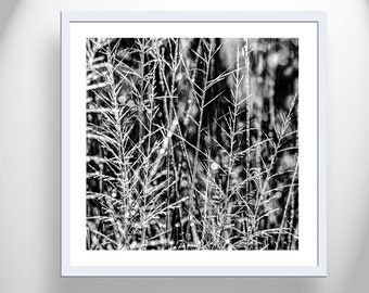 Elegant Living Room Wall Decor in Black and White with Winter Frost on Grass