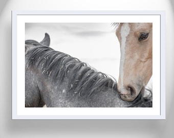 Horse Photography as Equestrian Wall Decor with Frisky Playful Horses