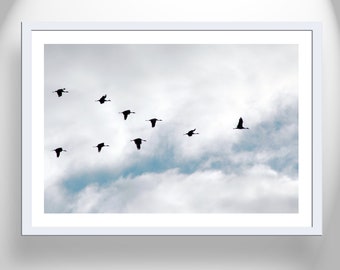 Sandhill Crane Art Print Birds in Flight