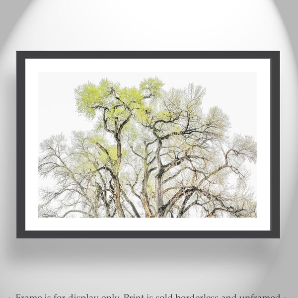 Cottonwood Tree Etsy