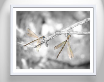 Libelle Fotografie Druck in Schwarz Weiß als Einzigartiges Kunst Geschenk