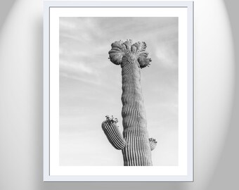 Crested Cactus Art in Black and White with Desert Saguaro