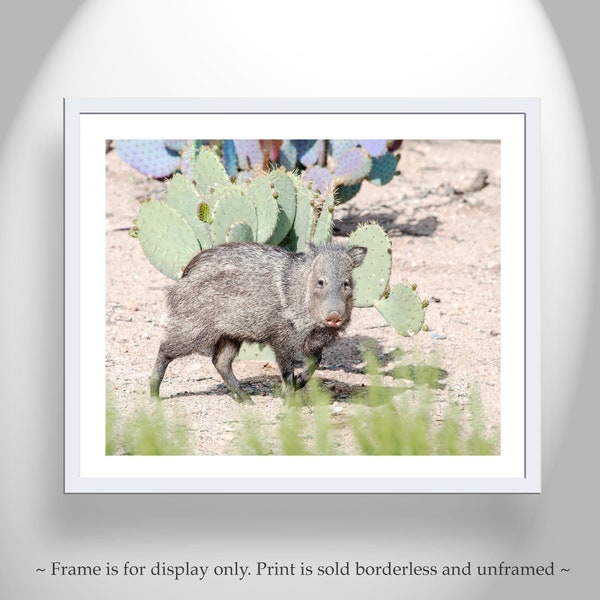 Javelina Art Print as Arizona Wildlife Photography
